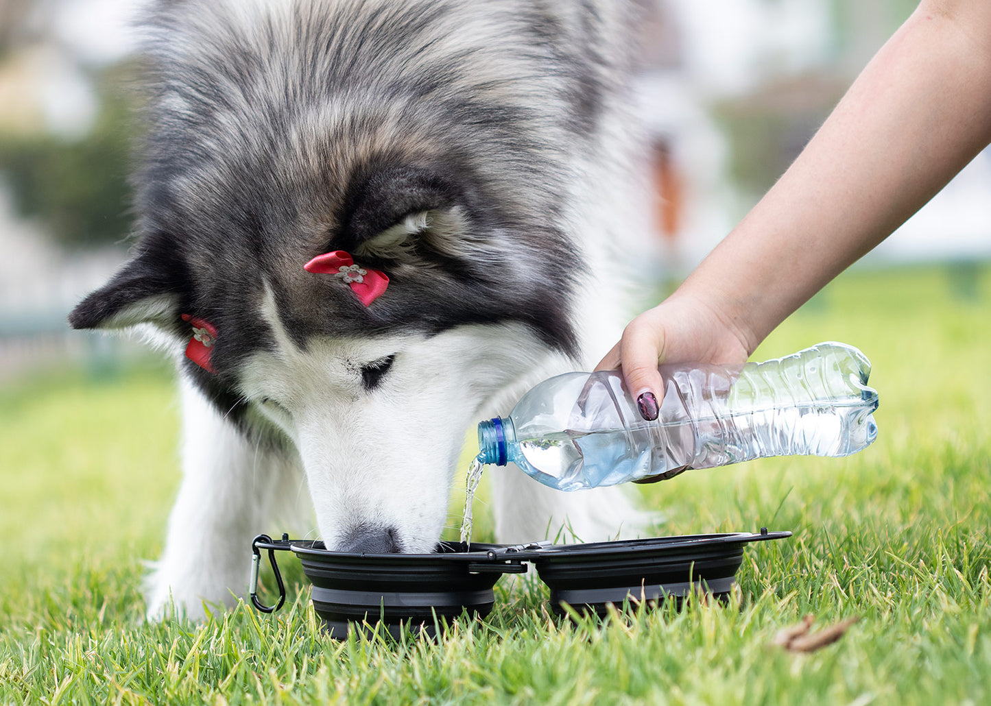 HO0401 Bebedero para mascotas Scooby