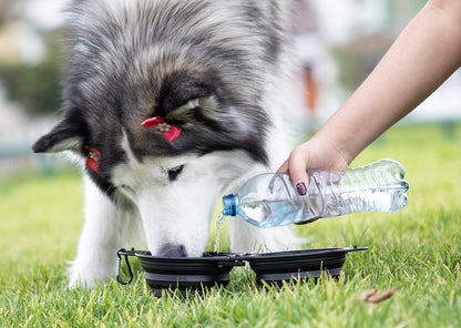 HO0401 Bebedero para mascotas Scooby