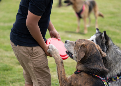 HO0402 Frisby para Mascotas Scrappy