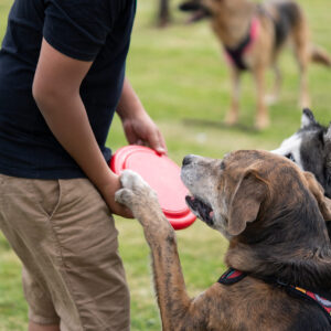 Frisby Para Mascotas Scrappy